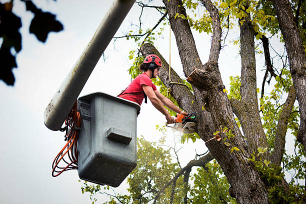 Professional Tree Service in Port Washington, NY